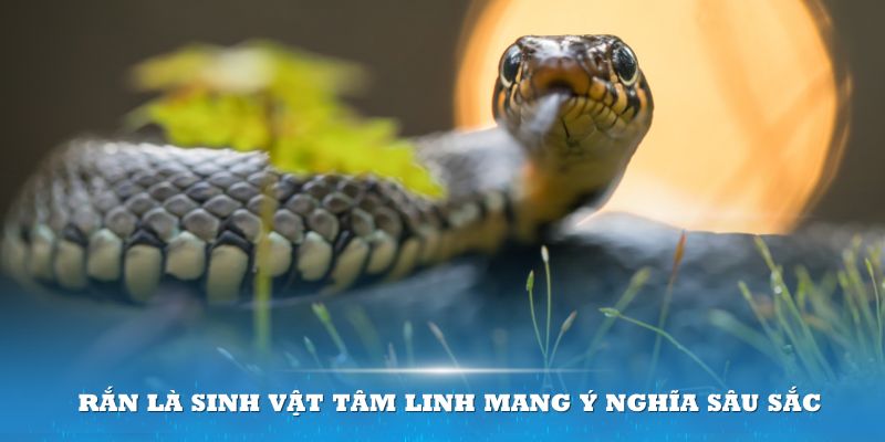 Rắn là sinh vật tâm linh mang ý nghĩa sâu sắc 